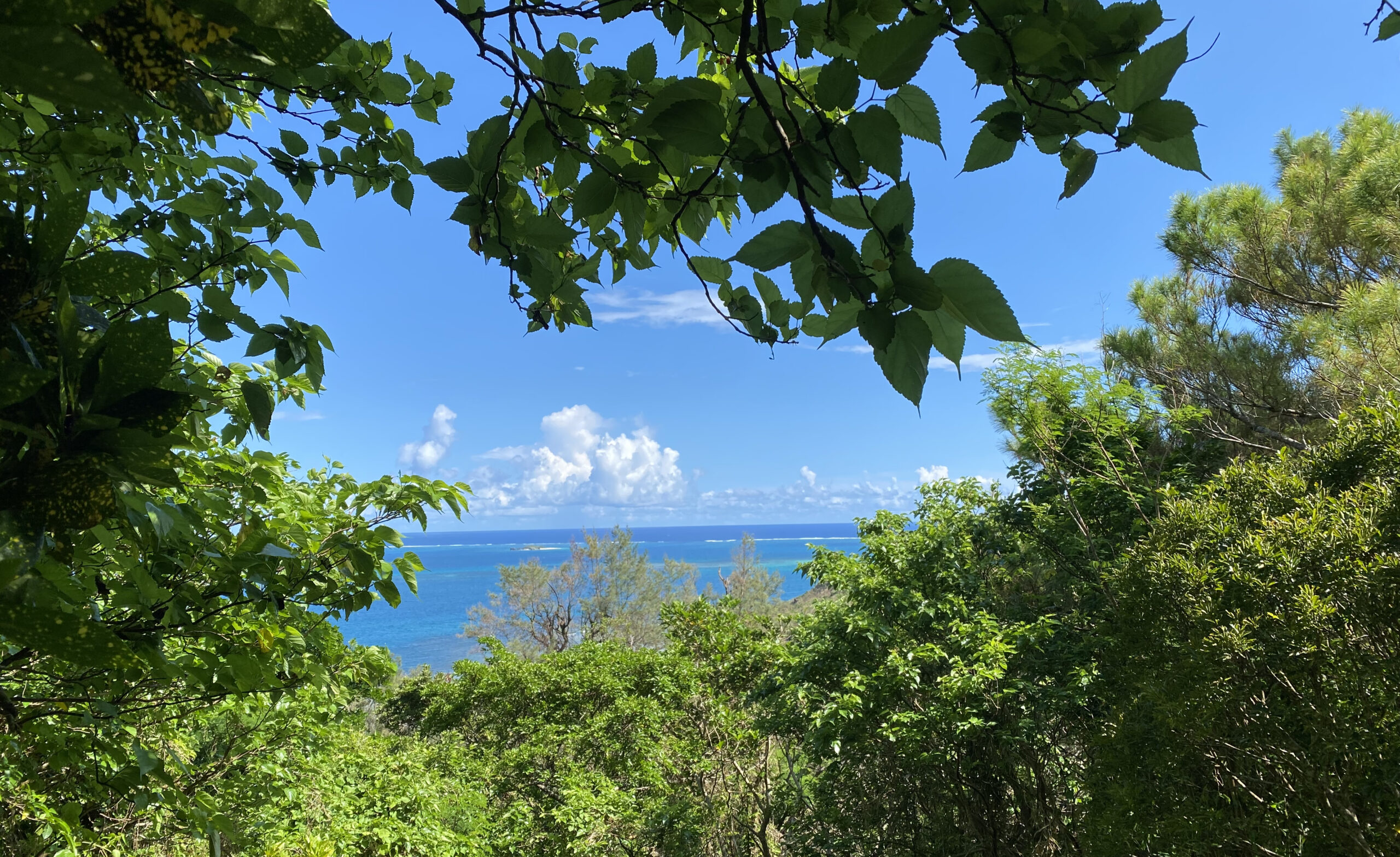 受験生が夏を飛躍の時期にするために今すぐ取り組みたい現代文学習