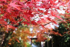 【周辺スポット】仁和寺の周辺スポット――きぬかけの路