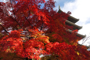 【歴史】仁和寺の歴史