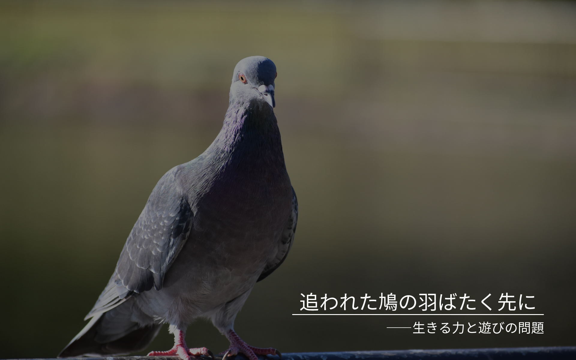 追われた鳩の羽ばたく先に――生きる力と遊びの問題